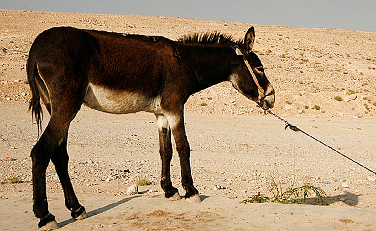 חמור, אילוסטרציה