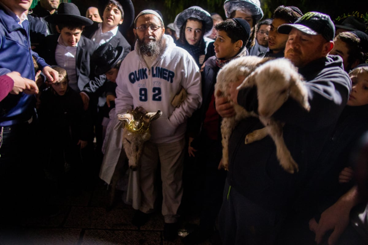 חגיגה בקבר דוד המלך: פדיון פטר חמור ומינוי רב