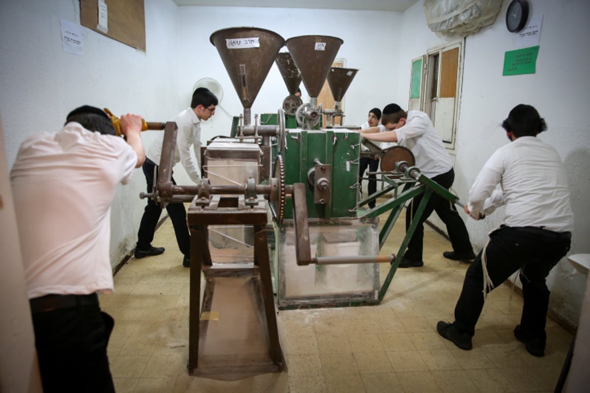 צפו: בבני ברק טוחנים חיטים לכבוד חג הפסח