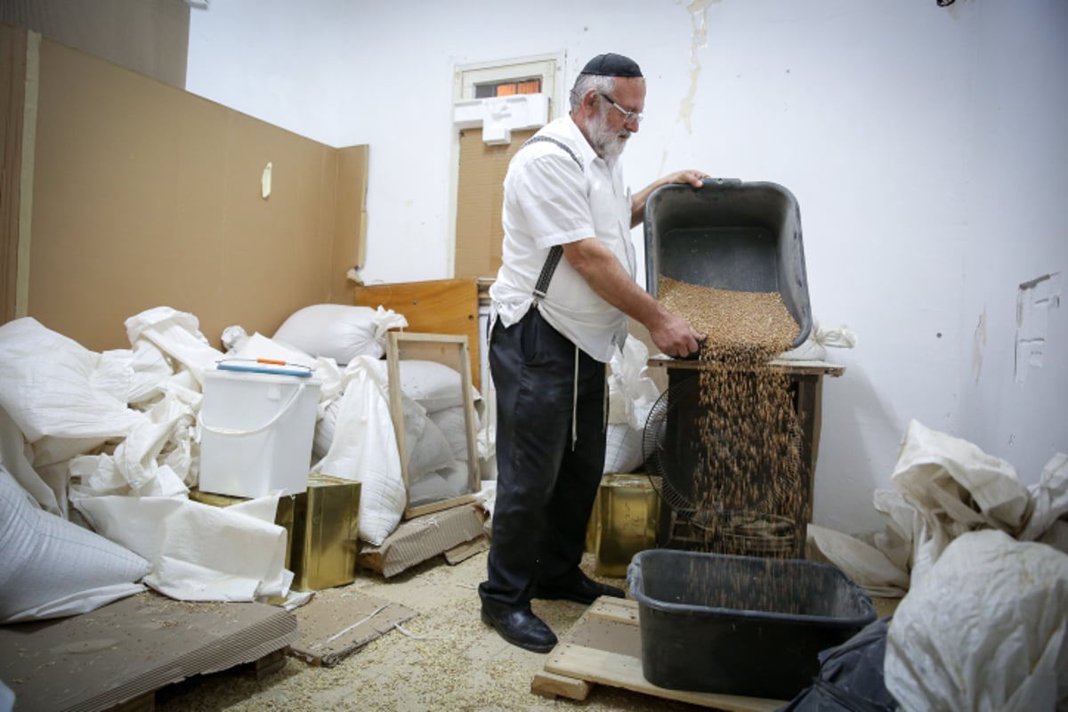 צפו: בבני ברק טוחנים חיטים לכבוד חג הפסח