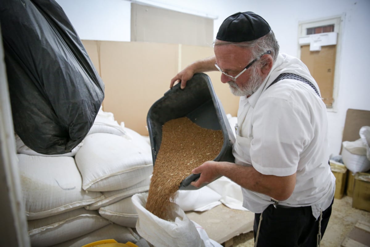 צפו: בבני ברק טוחנים חיטים לכבוד חג הפסח