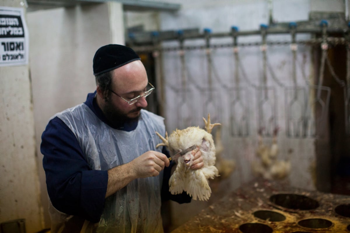 חבר בד"צ "העדה החרדית": הזריקה בירך גורמת לטריפות, להזריק בחזה