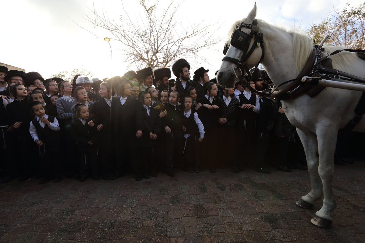 בכרכרה עם סוסים • צפו בגלריה מחתונת צאנז