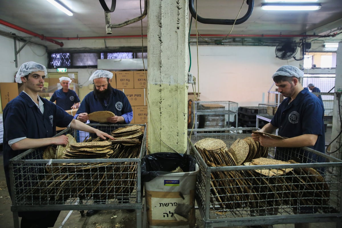 ערב פורים: בכפר חב"ד כבר אופים מצות • צפו