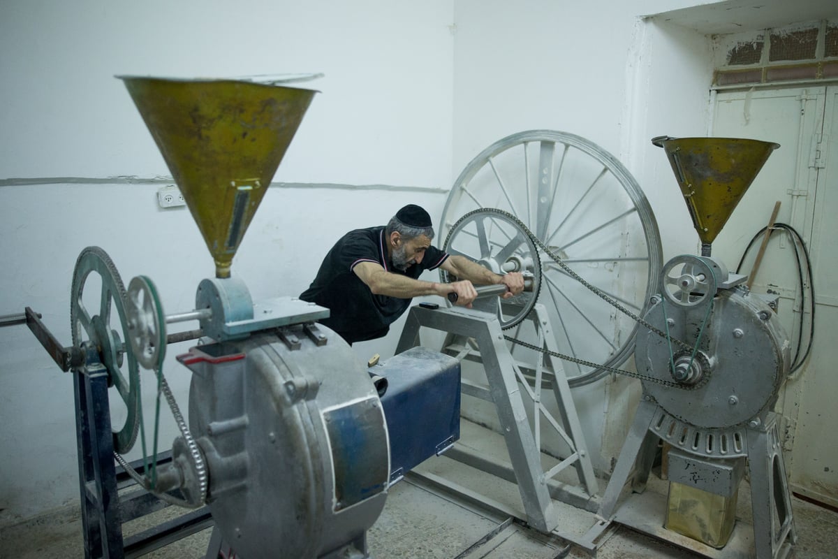 הילדים צפו בטחינת החיטים עבור אפיית מצות • תיעוד