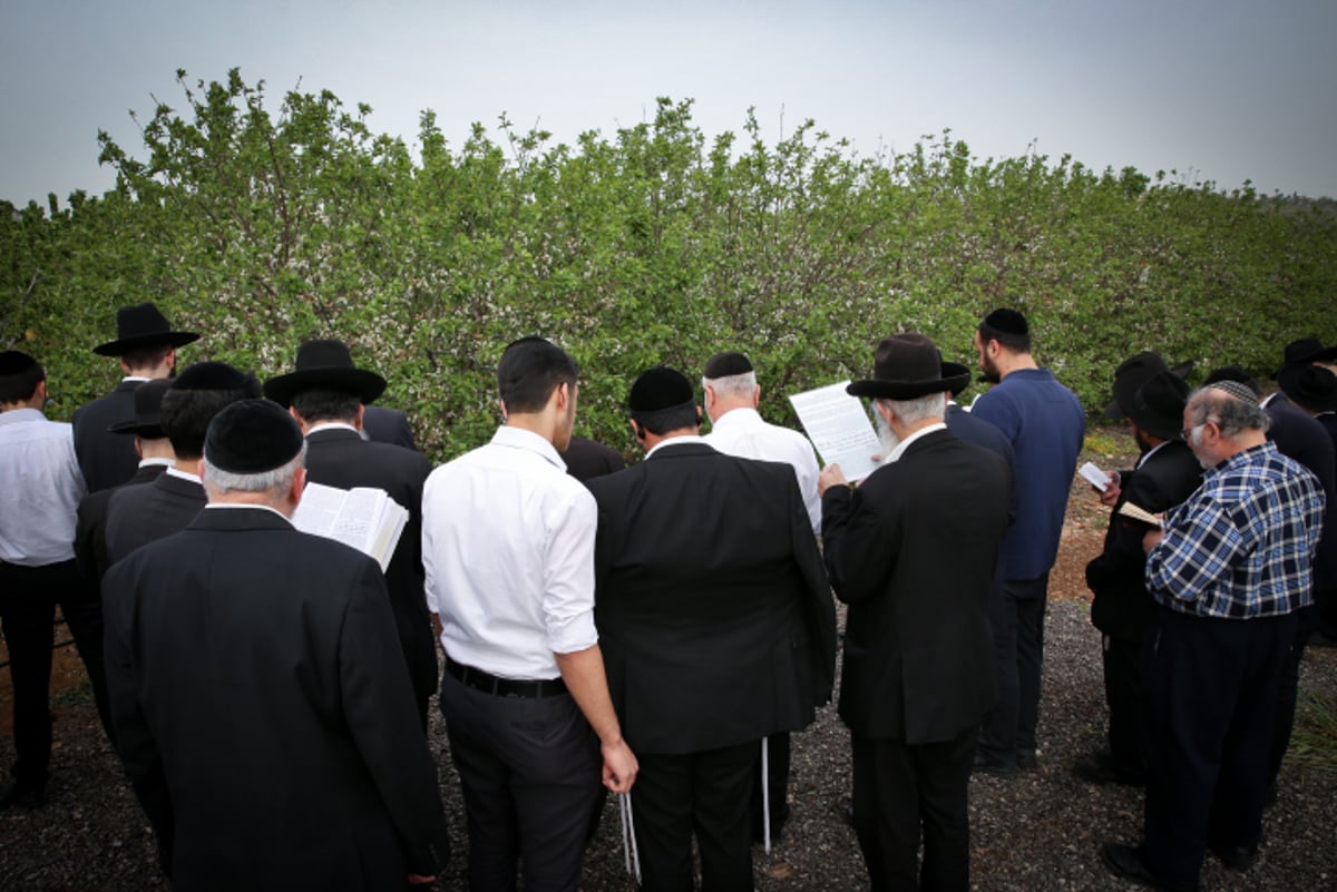 ראש ישיבת "פורת יוסף" בברכת האילנות. צפו