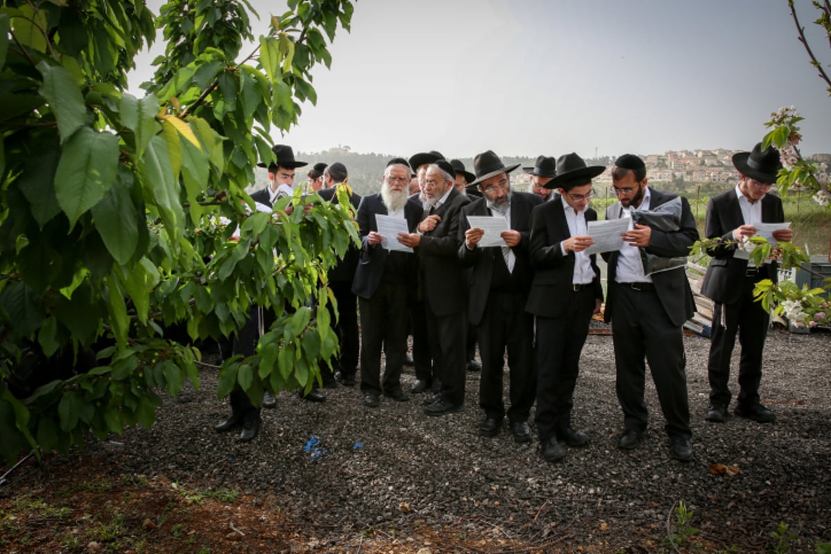 ראש ישיבת "פורת יוסף" בברכת האילנות. צפו