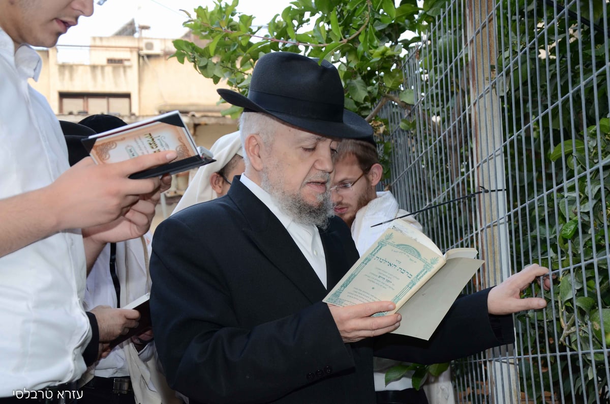 תיעוד: הגאון רבי מאיר מזוז ב'ברכת האילנות'