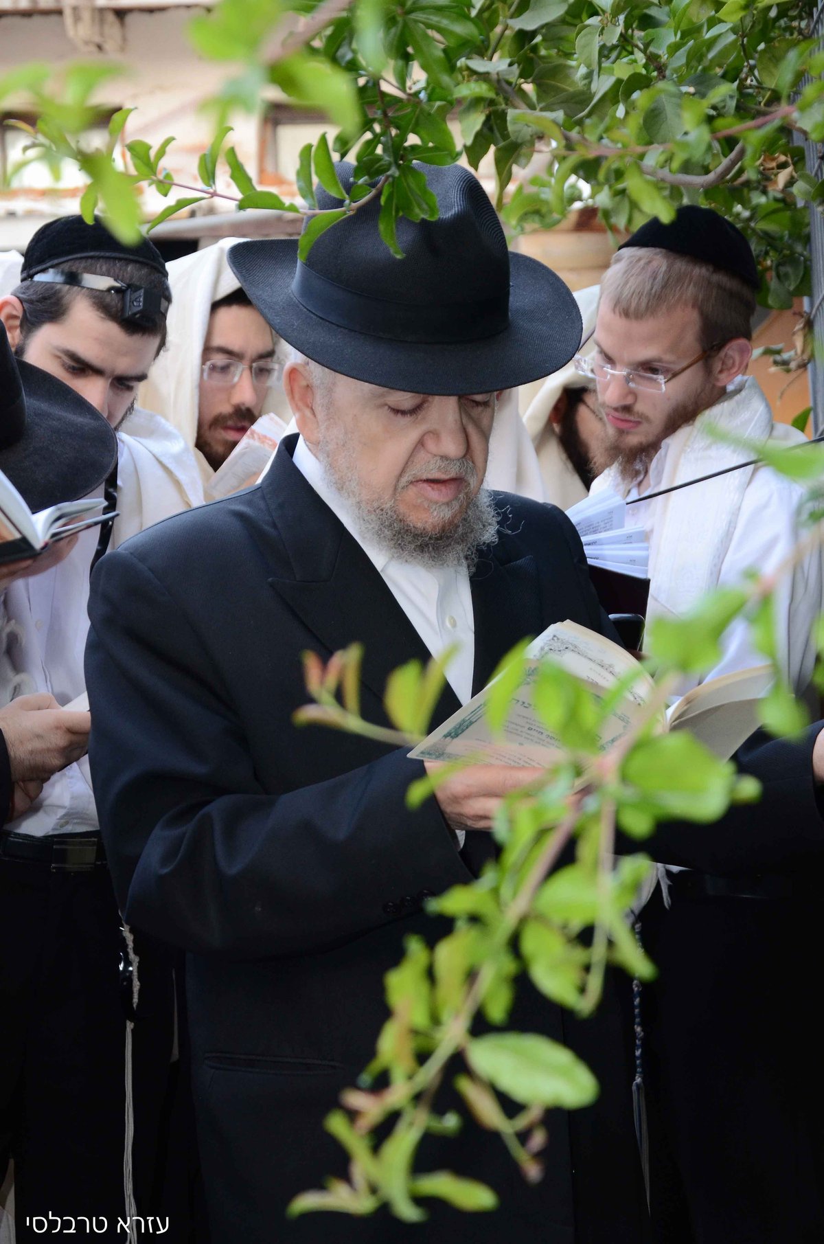 תיעוד: הגאון רבי מאיר מזוז ב'ברכת האילנות'