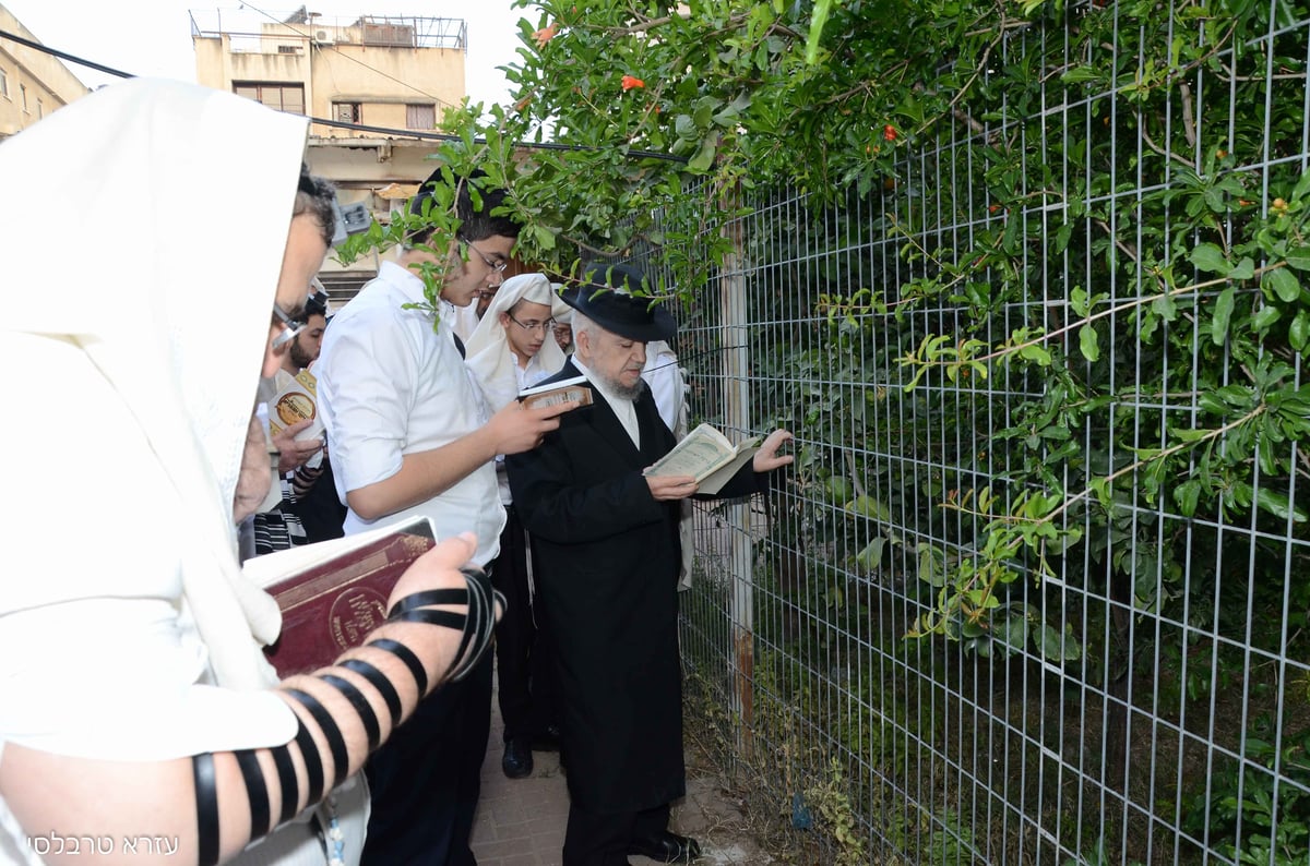 תיעוד: הגאון רבי מאיר מזוז ב'ברכת האילנות'