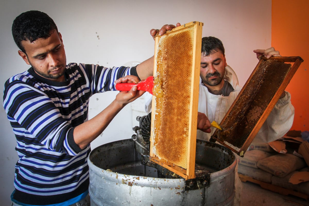 הכוורנים הפלסטינים של עזה • גלריה שכולה דבש