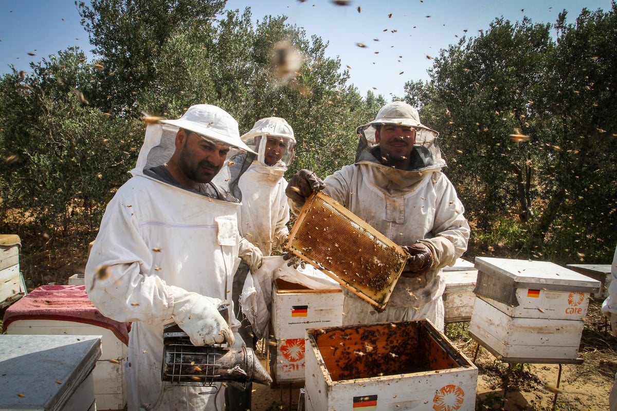 הכוורנים הפלסטינים של עזה • גלריה שכולה דבש