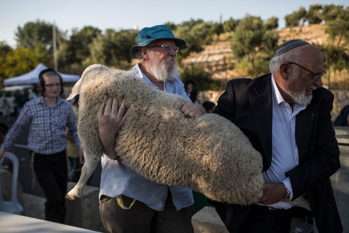 המחשה ותרגול של קרבן פסח • תיעוד