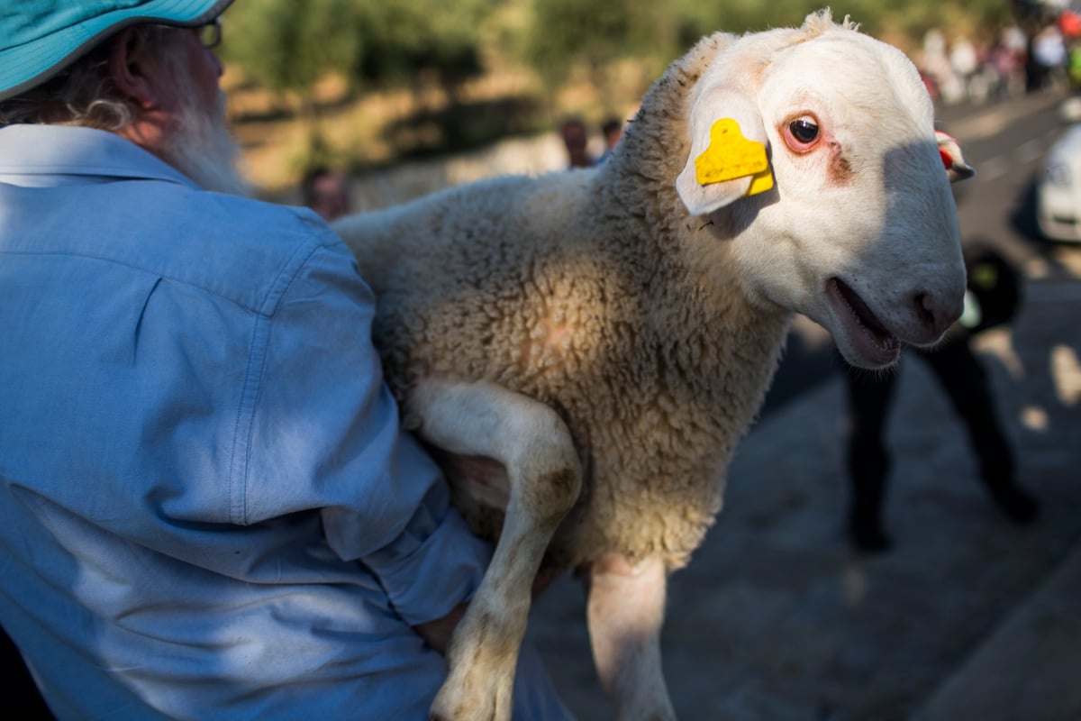 המחשה ותרגול של קרבן פסח • תיעוד