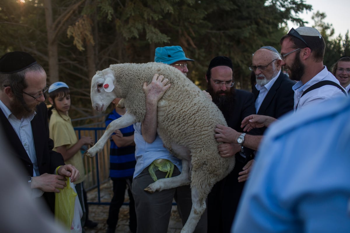 המחשה ותרגול של קרבן פסח • תיעוד