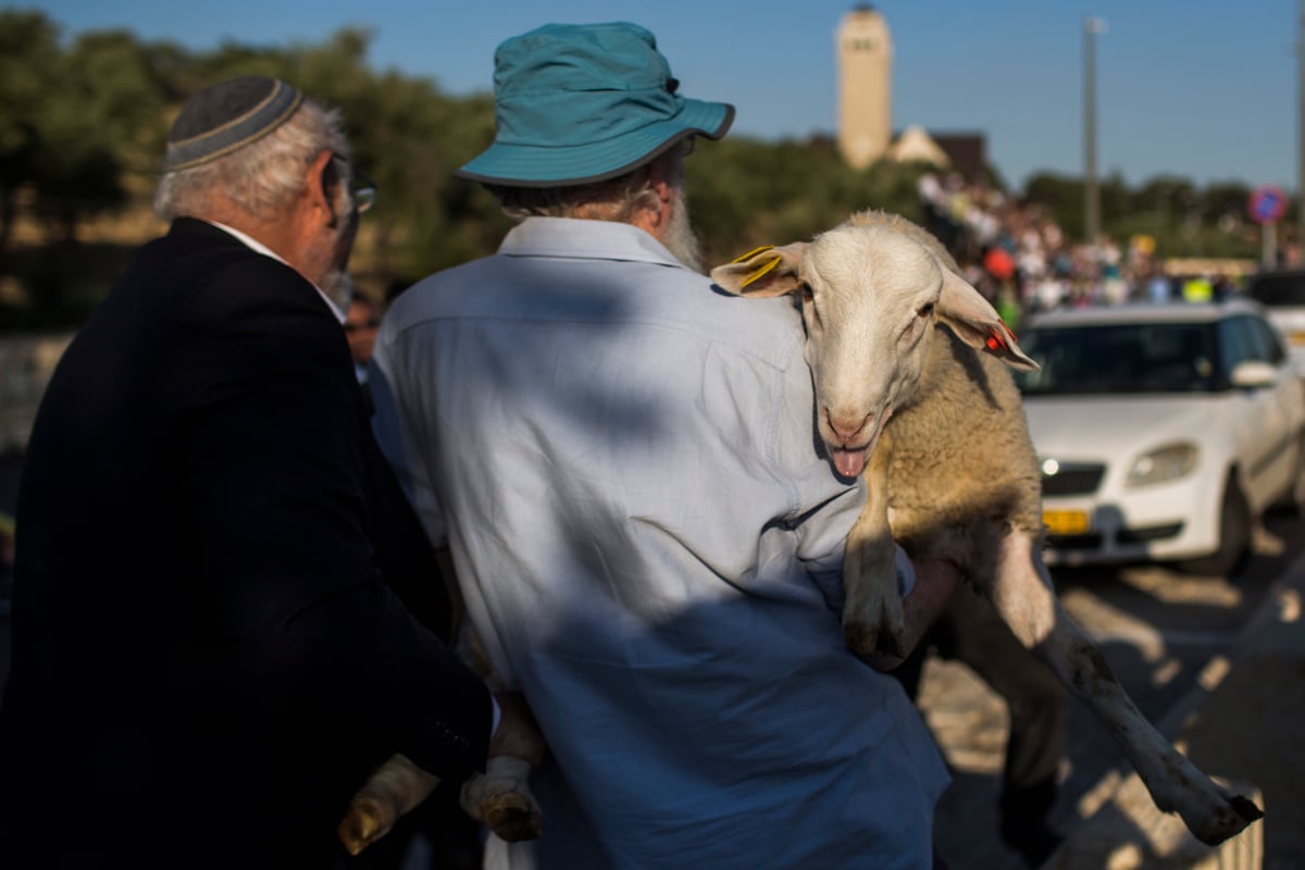 המחשה ותרגול של קרבן פסח • תיעוד