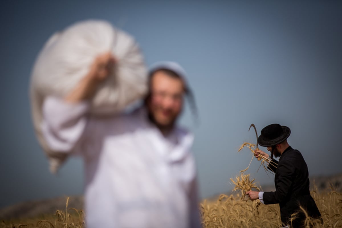 כבר מעכשיו: קוצרים חיטים לחג הפסח תשע"ז