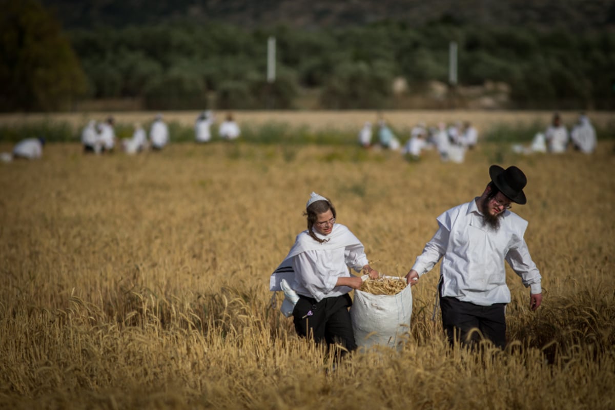 כבר מעכשיו: קוצרים חיטים לחג הפסח תשע"ז