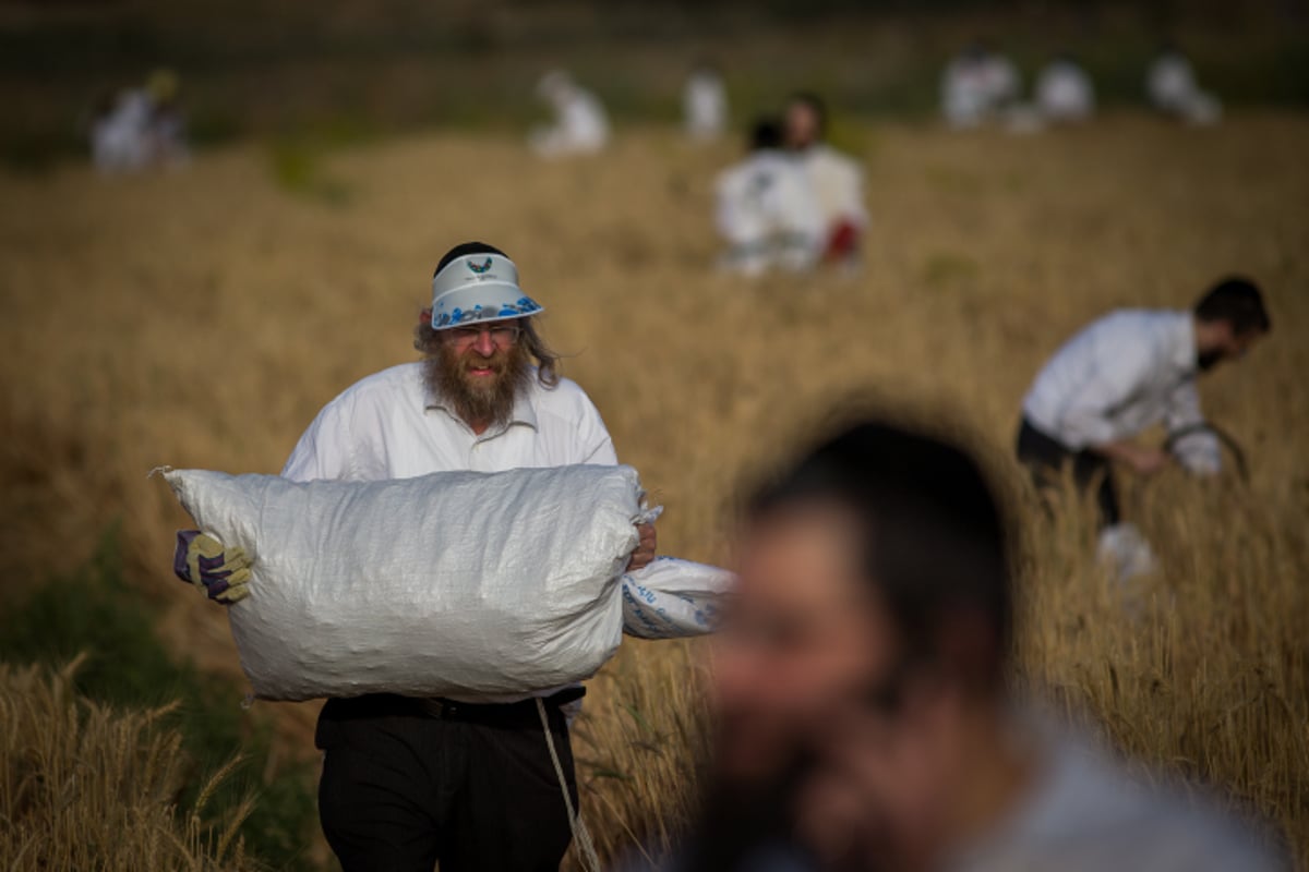 כבר מעכשיו: קוצרים חיטים לחג הפסח תשע"ז