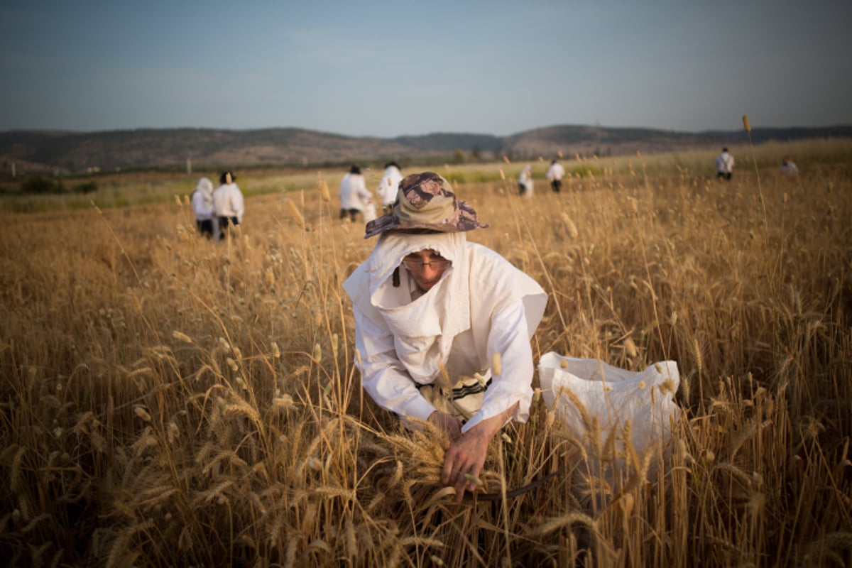 כבר מעכשיו: קוצרים חיטים לחג הפסח תשע"ז