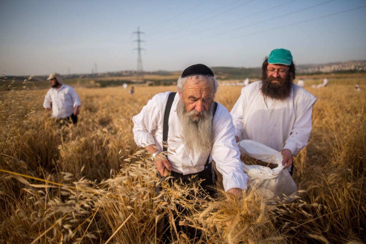 כבר מעכשיו: קוצרים חיטים לחג הפסח תשע"ז