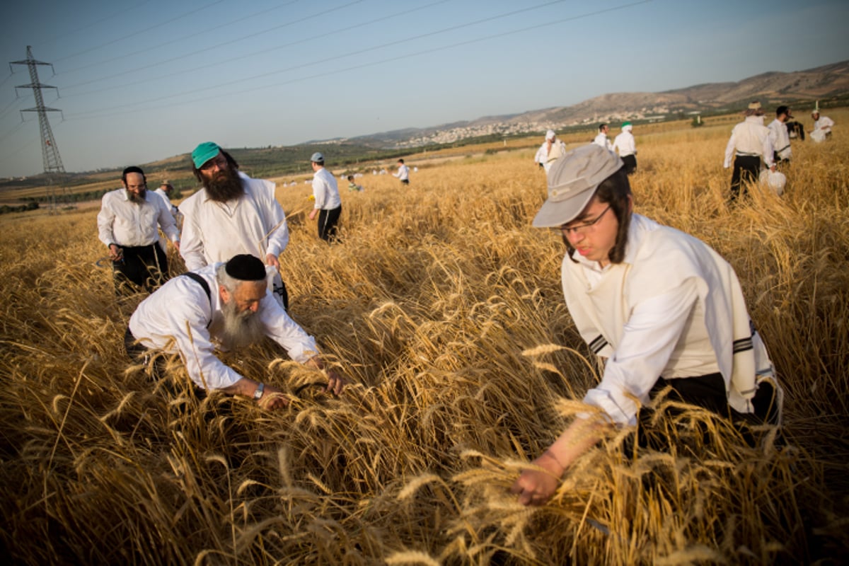 כבר מעכשיו: קוצרים חיטים לחג הפסח תשע"ז