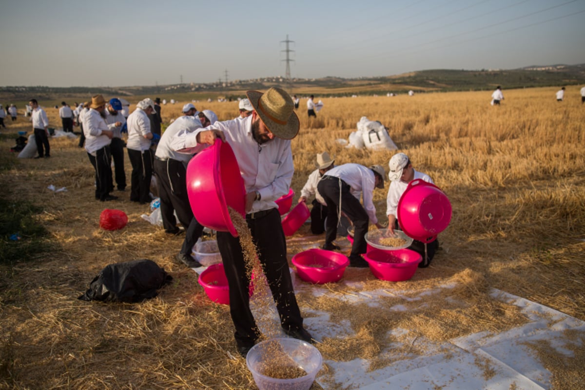 כבר מעכשיו: קוצרים חיטים לחג הפסח תשע"ז