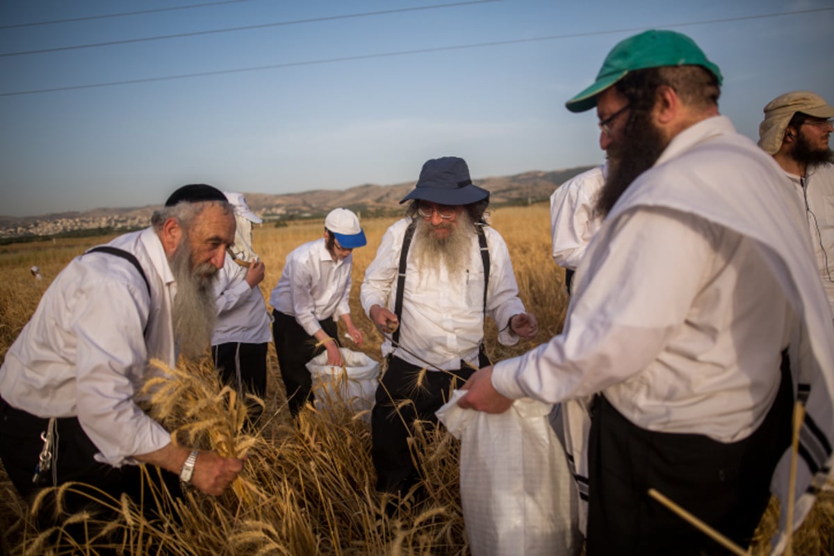 כבר מעכשיו: קוצרים חיטים לחג הפסח תשע"ז