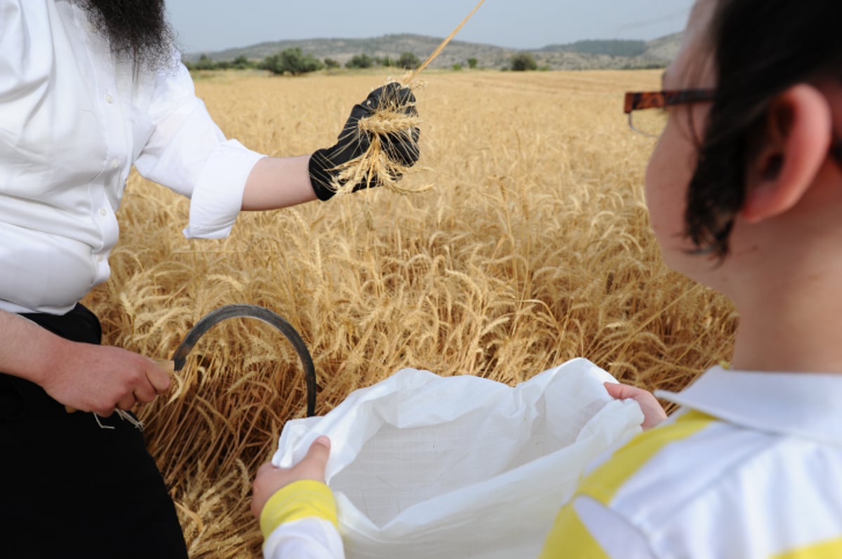 "מגל זה?" • צפו בקציר החיטים ל... פסח