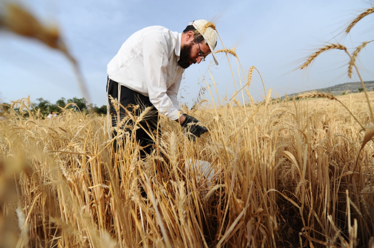 "מגל זה?" • צפו בקציר החיטים ל... פסח