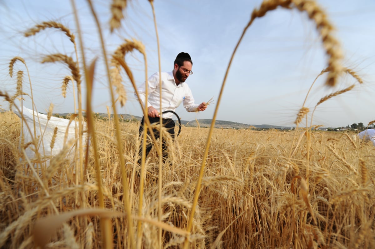 "מגל זה?" • צפו בקציר החיטים ל... פסח