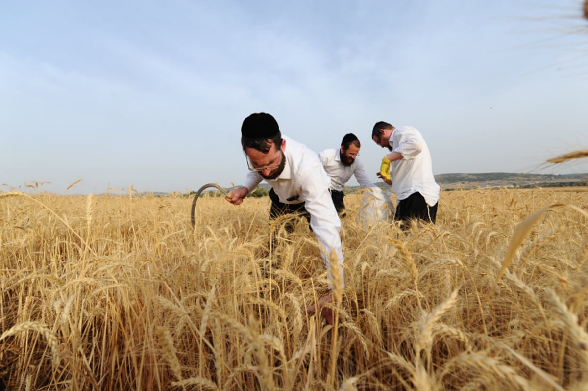 "מגל זה?" • צפו בקציר החיטים ל... פסח