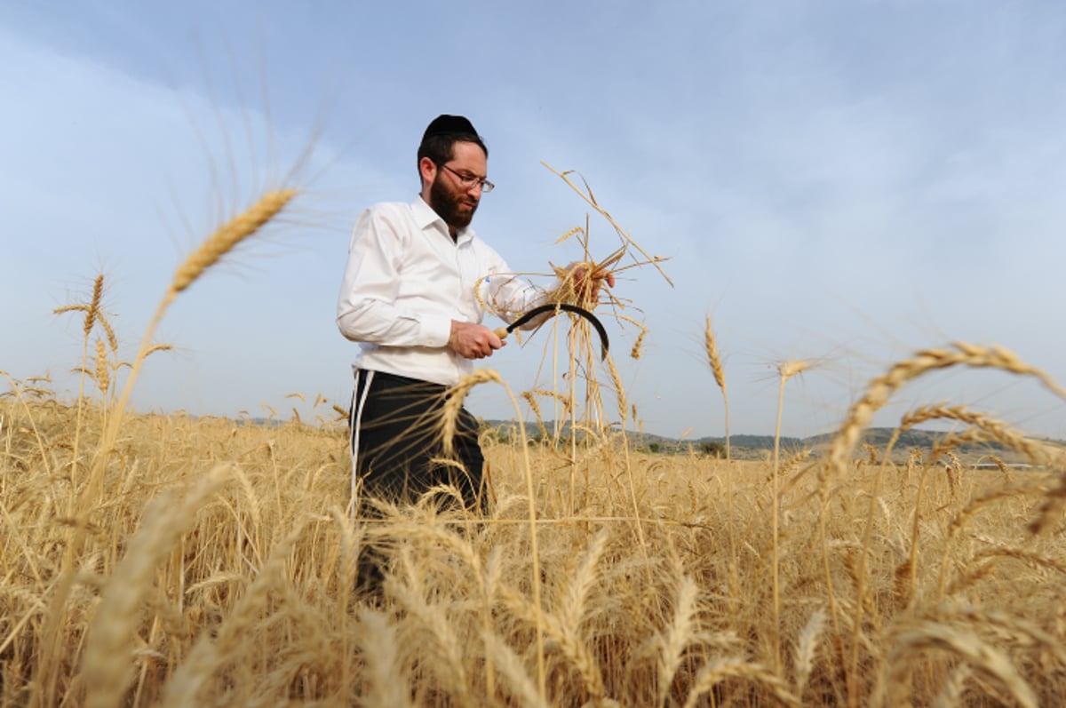 "מגל זה?" • צפו בקציר החיטים ל... פסח