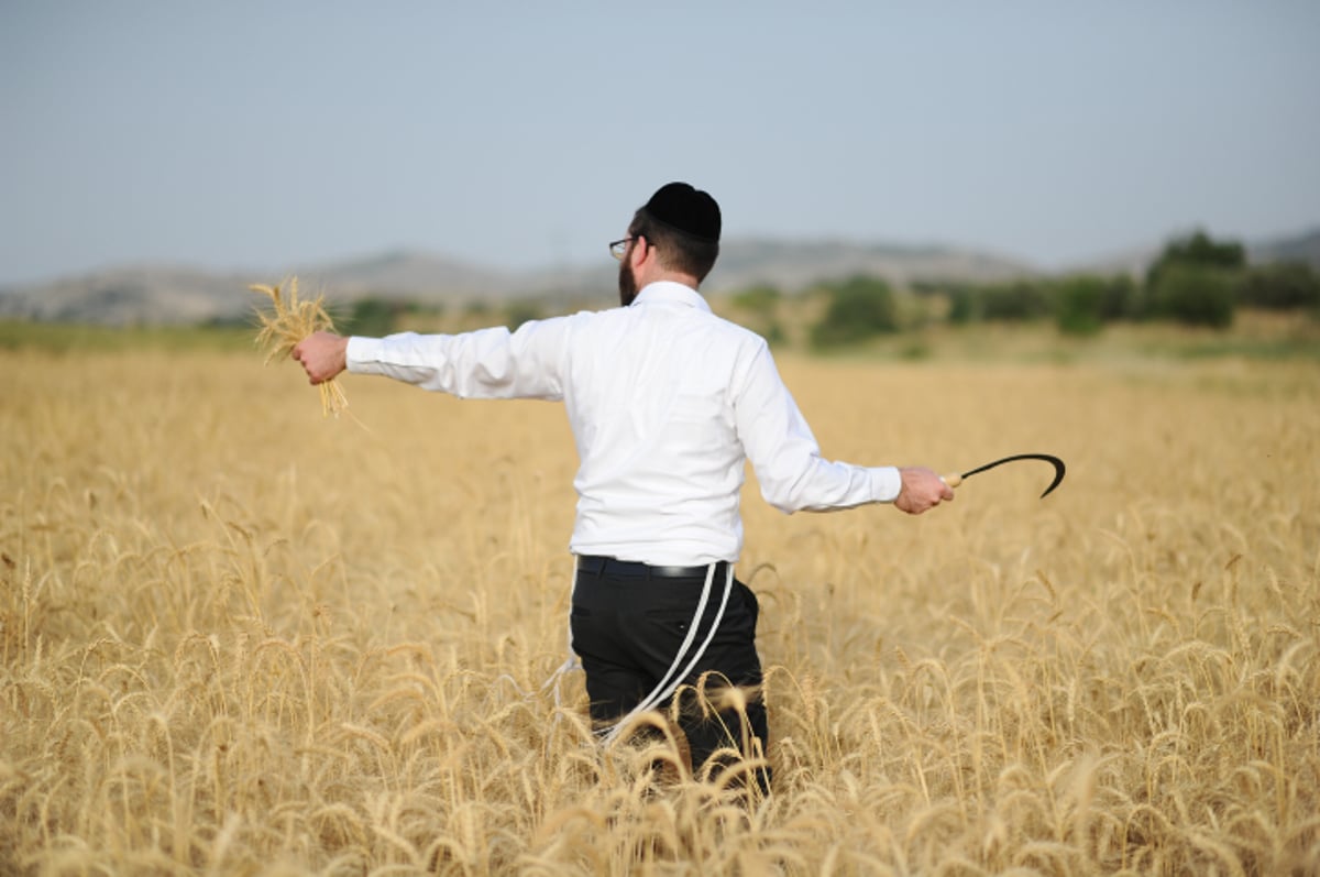 "מגל זה?" • צפו בקציר החיטים ל... פסח