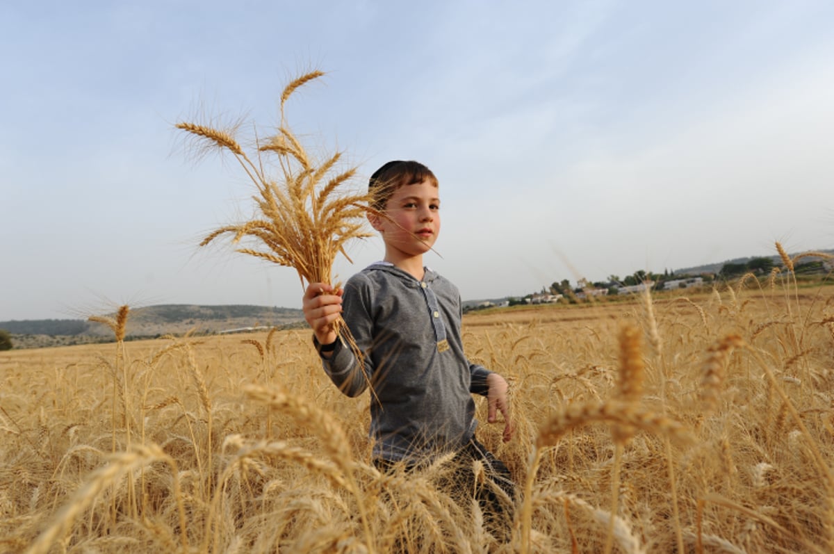 "מגל זה?" • צפו בקציר החיטים ל... פסח