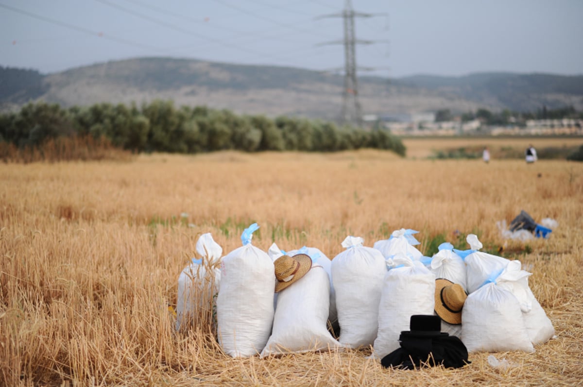 "מגל זה?" • צפו בקציר החיטים ל... פסח