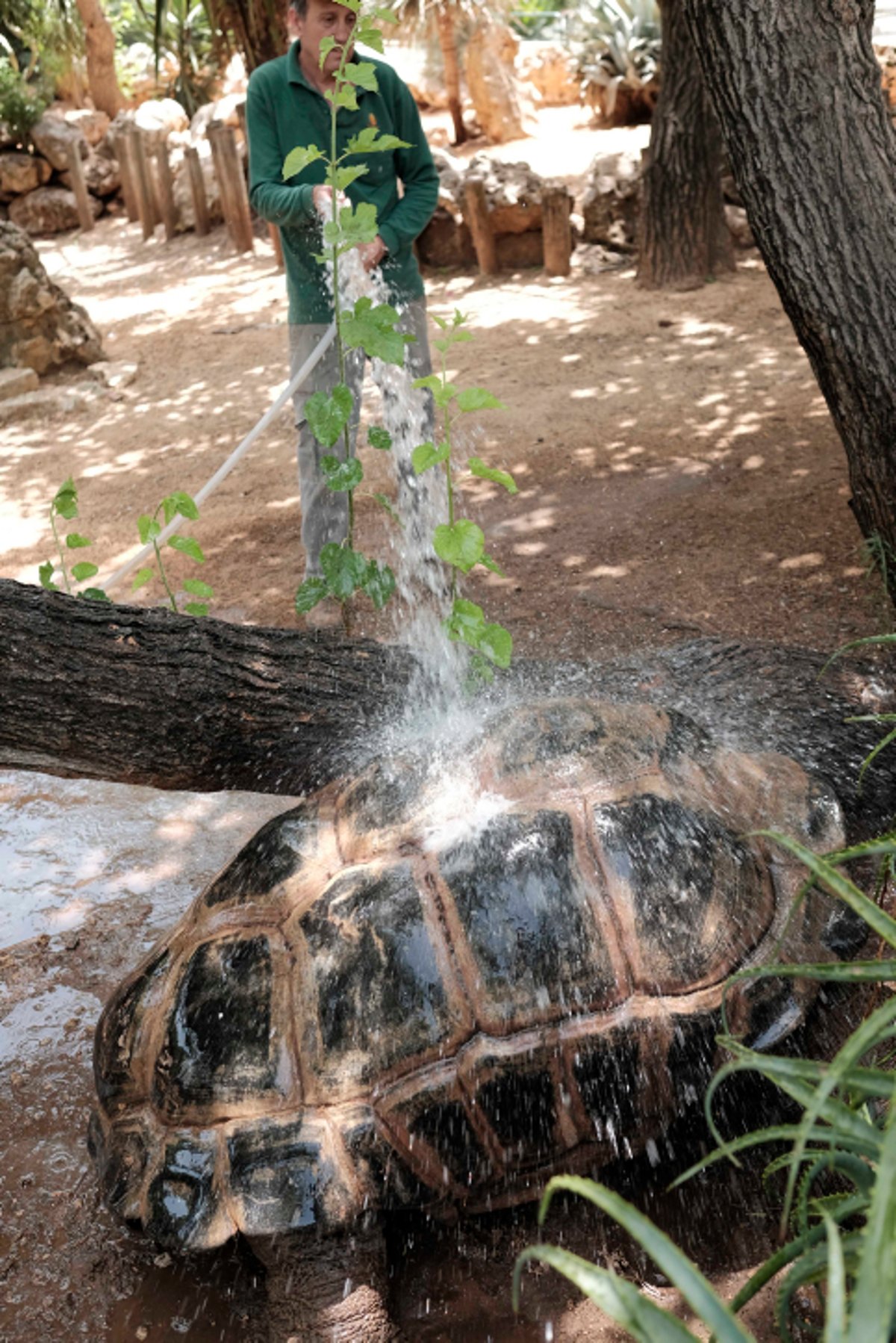 כך החיות בספארי התקררו בחום הכבד. תיעוד