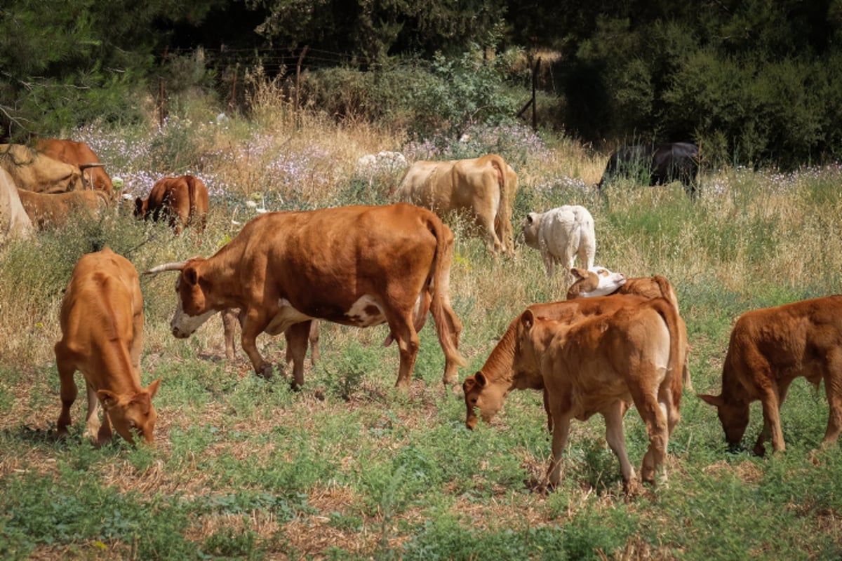 הפרות של מושב תירוש רועות בשדה. תמונות