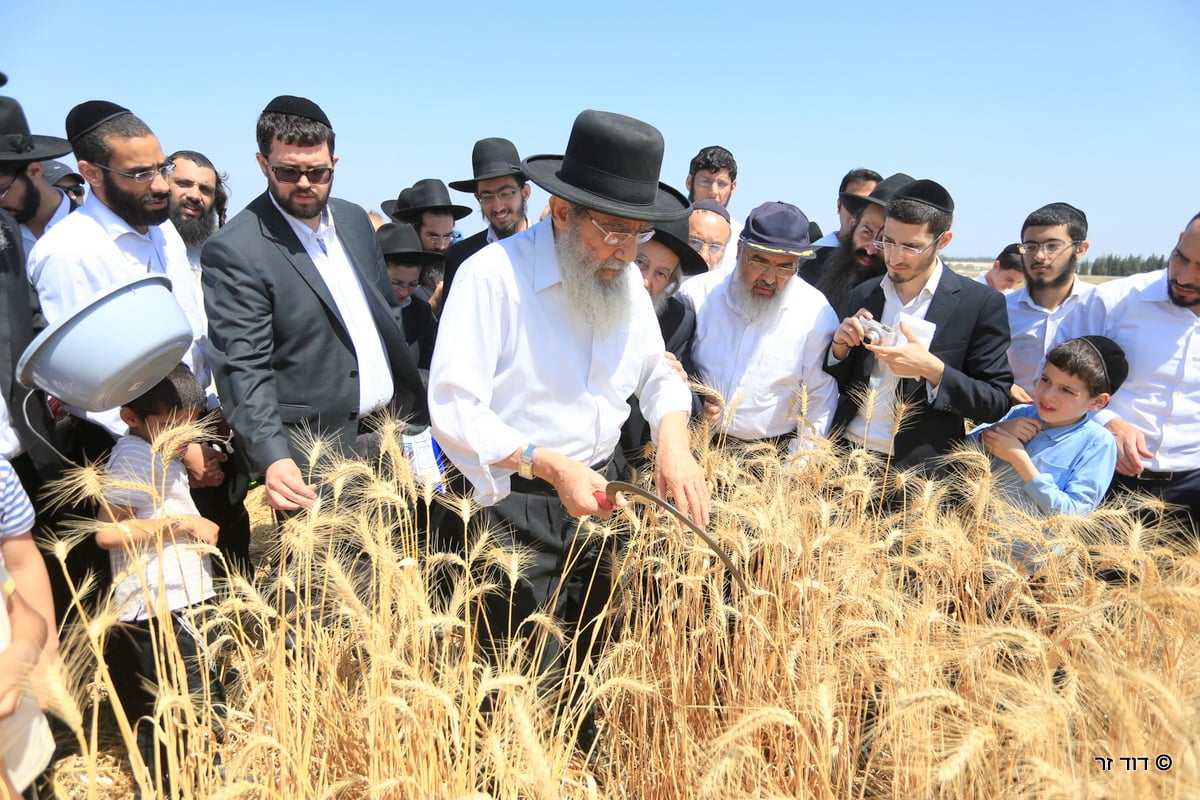 רבנים ועסקנים קיימו יחד את המצווה הנדירה