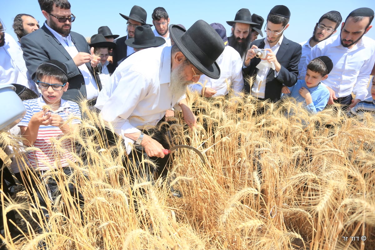 רבנים ועסקנים קיימו יחד את המצווה הנדירה