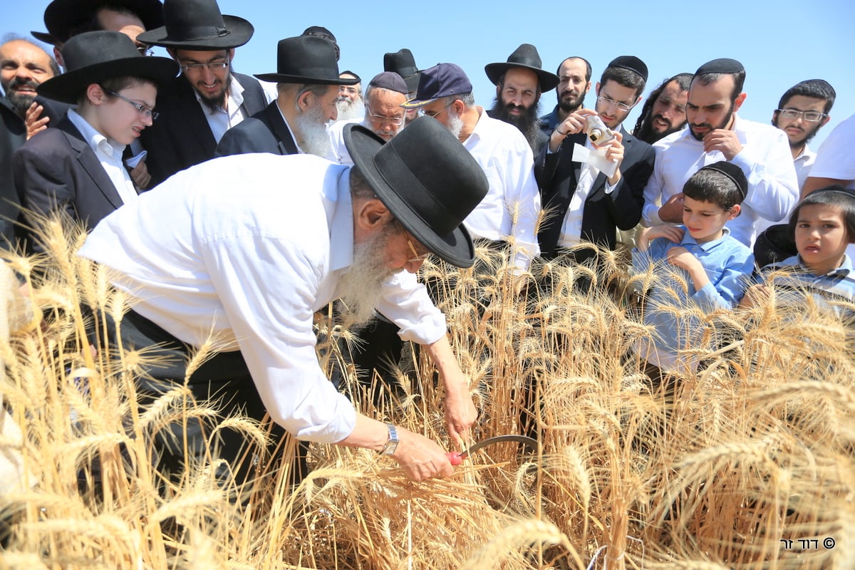 רבנים ועסקנים קיימו יחד את המצווה הנדירה