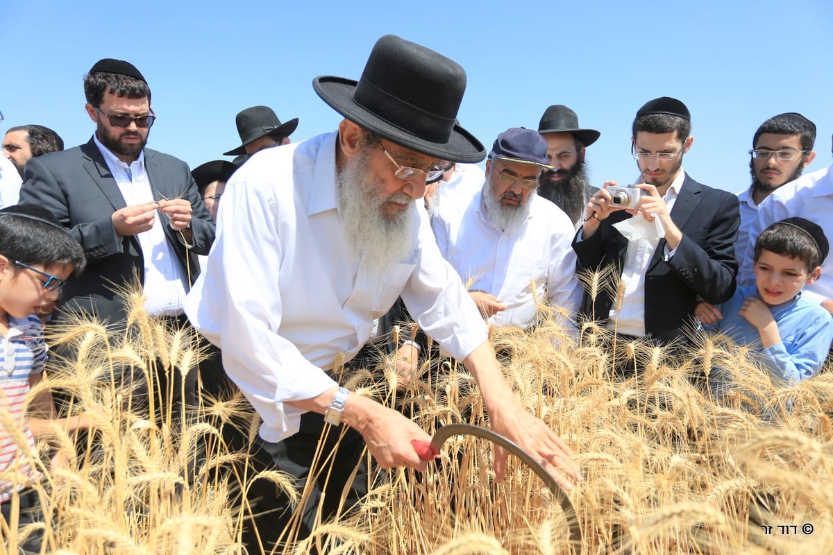 רבנים ועסקנים קיימו יחד את המצווה הנדירה