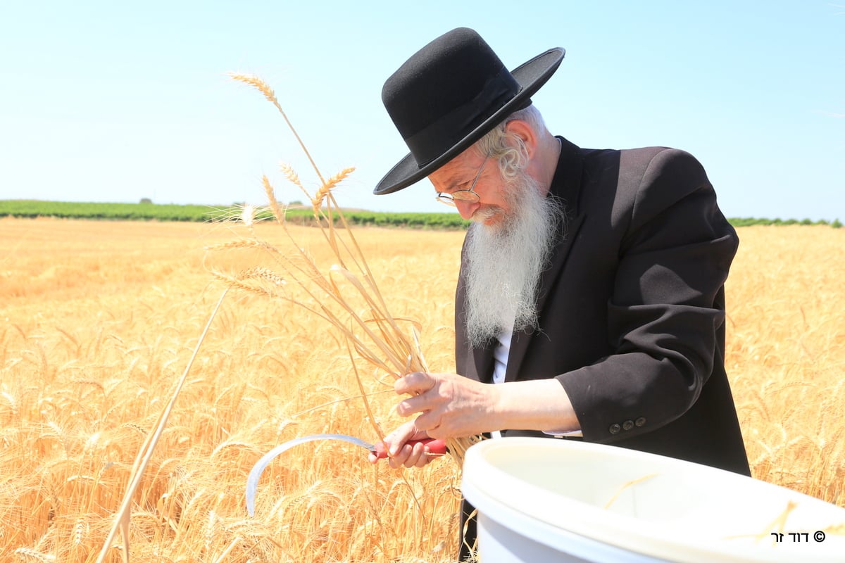 רבנים ועסקנים קיימו יחד את המצווה הנדירה