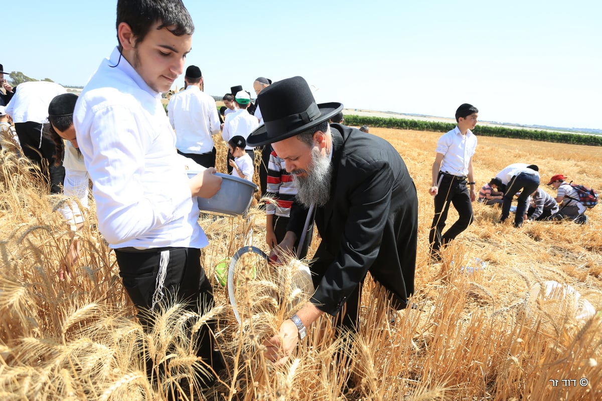 רבנים ועסקנים קיימו יחד את המצווה הנדירה