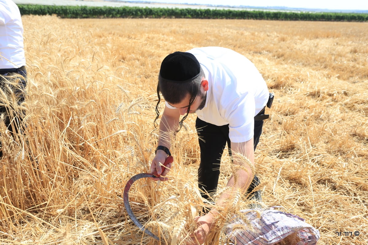 רבנים ועסקנים קיימו יחד את המצווה הנדירה