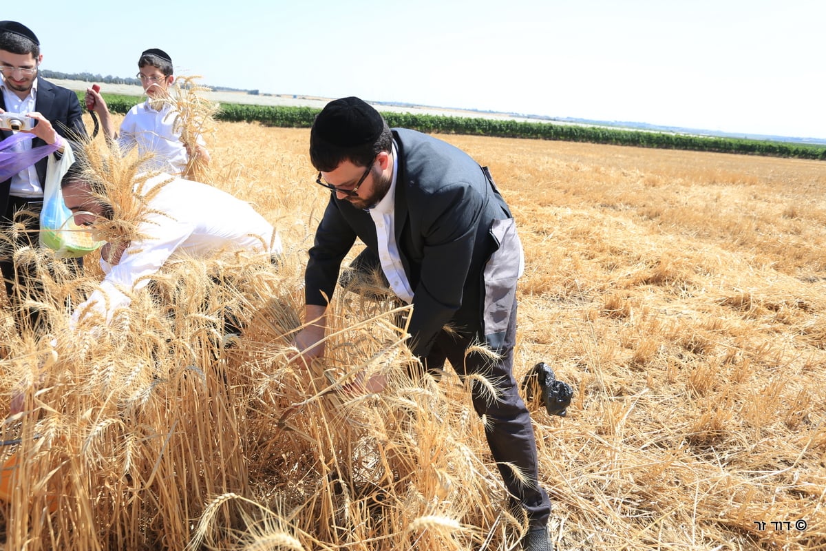 רבנים ועסקנים קיימו יחד את המצווה הנדירה