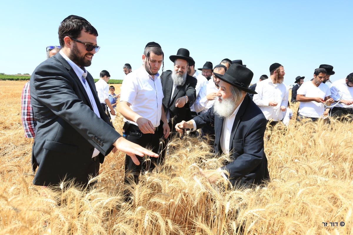 רבנים ועסקנים קיימו יחד את המצווה הנדירה