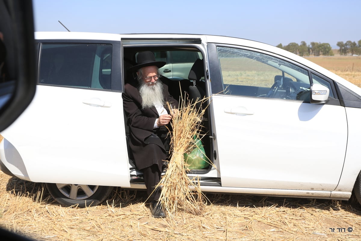 רבנים ועסקנים קיימו יחד את המצווה הנדירה