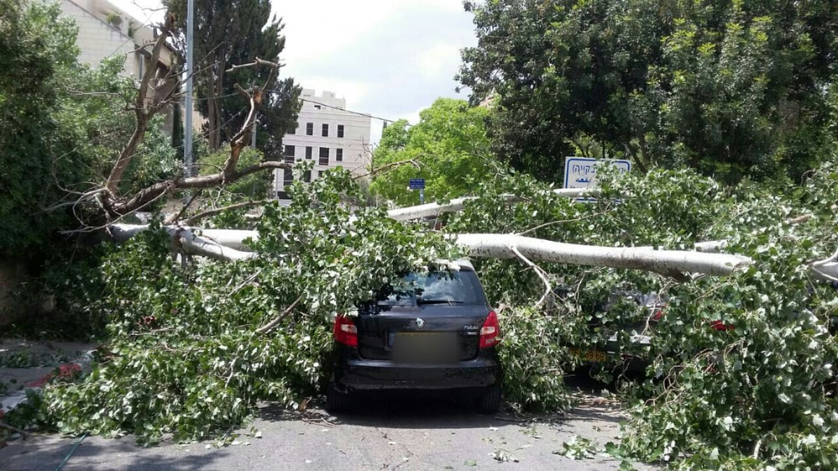 לוחמי האש שלפו את הנהגת והעץ קרס על רכבה • צפו