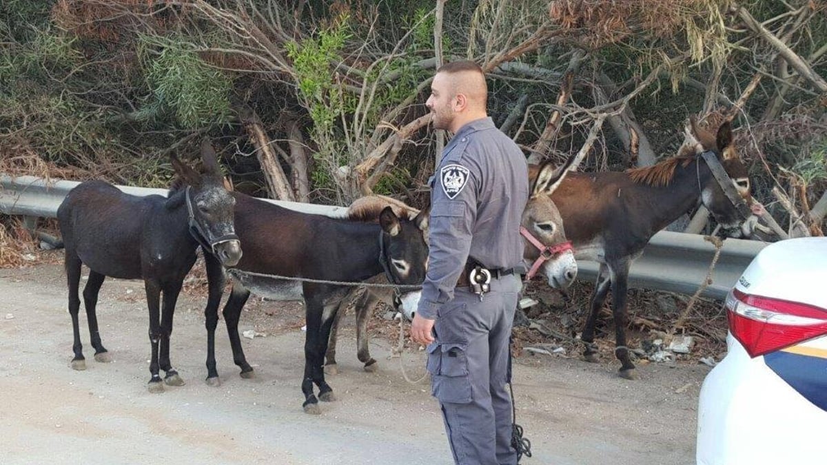 סוסים, חמורים וכלבים פונו מחווה בבני ברק